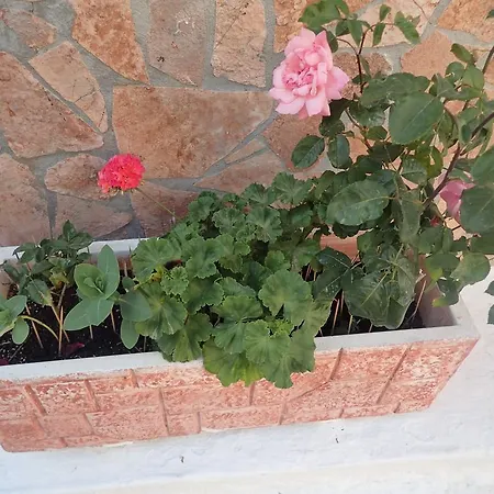 Markos'